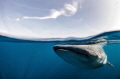   Beneath surface  